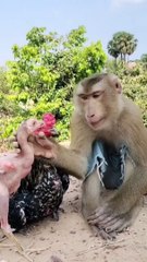 अरा गोजू तुम ना कपड़ा क्यों नी पहनना आज ईद हा माराara goju Tum na kapra kyon ni pahna aj eid ha