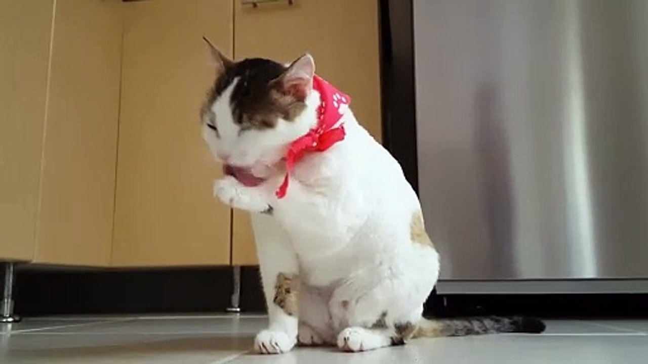 Cute cats 