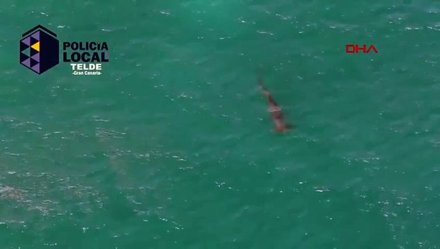 İspanya'da 2 metre uzunluğundaki köpek balığı panik yarattı! Plaj kapatıldı