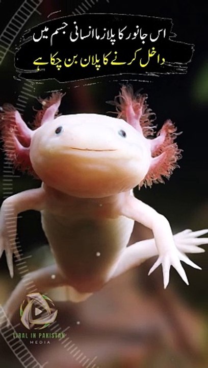 This animals plasma is very special for humans