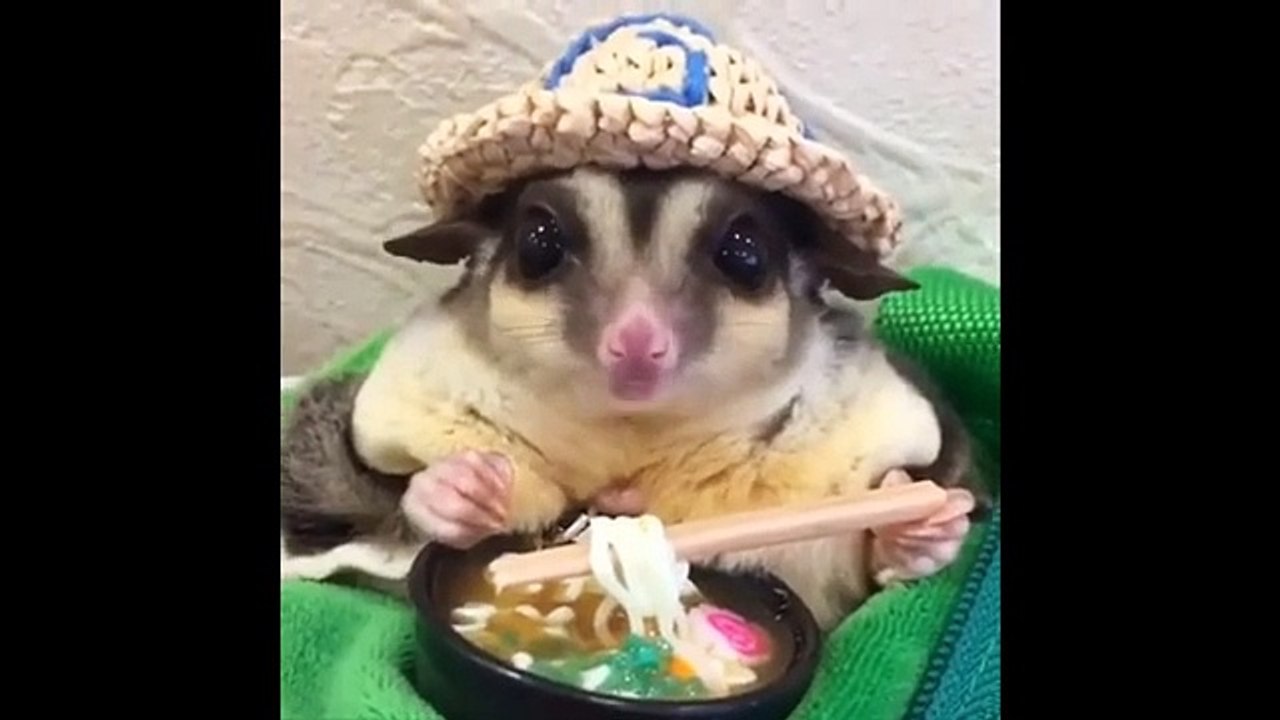 Funny Animal Videos