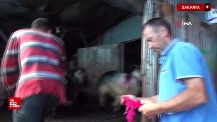 Sakarya'da gelin gibi süslenen hayvanları ile göçe başladılar