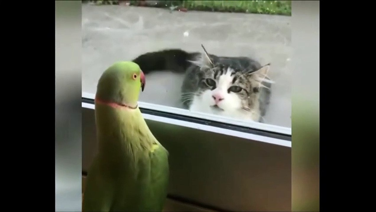 FUNNIEST ANIMALS
