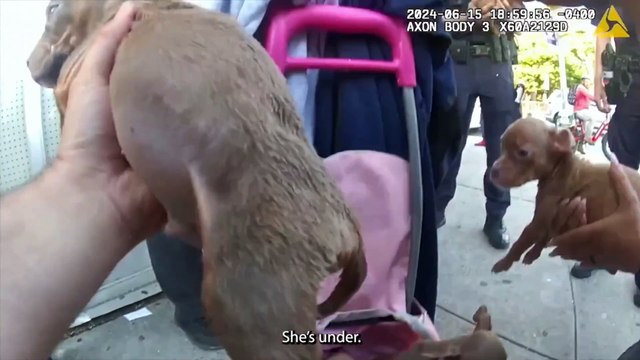Policiais resgatam cães de vendedora que os mantinha em saco