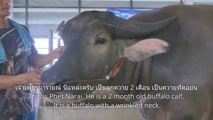 ทีเซอร์ เจ้าเพชรนารายณ์ ลูกเจ้าขุนศึก / Teaser of Chao Phet Narai, Luk Chao Khun Suek