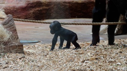 Adorable moment a baby gorilla takes its first steps without mum