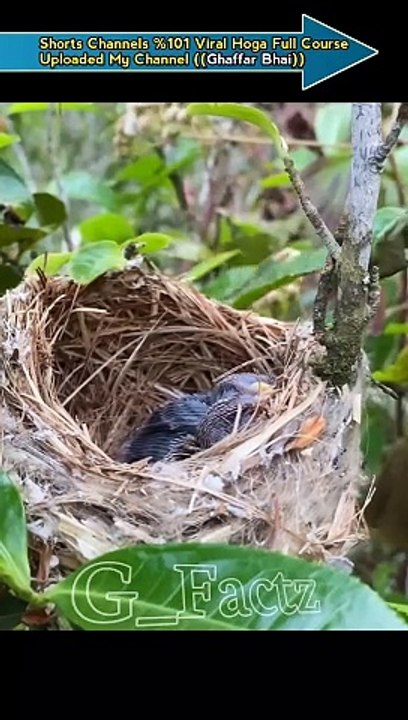 चिड़िया की दर्द भरी कहानी  Chidiya ki dard Bhari kahani #viral #shorts