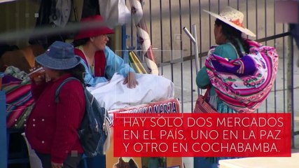 ¿Ya probaste la cerveza de hoja de Coca? Una bebida que busca romper todos los estigmas