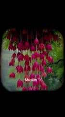 Islamicrecitation Islamieducation Islamic history Islamic videos