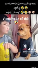 Zulam Hai dog K sath