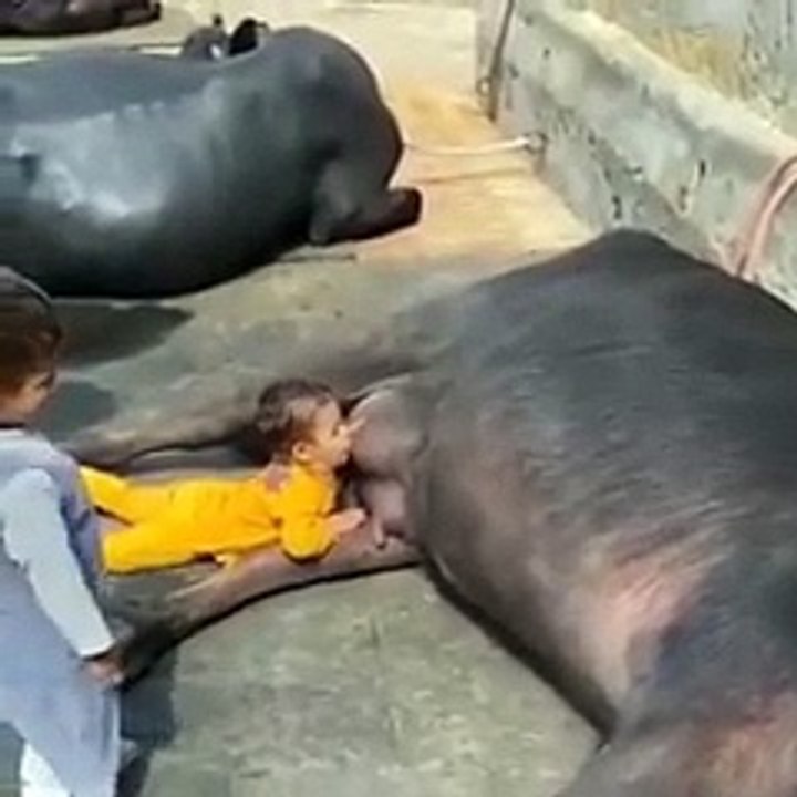 (240p)