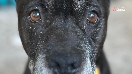 Ce chien de 14 ans est abandonné par sa famille : ils ont une idée pour soulager sa détresse (vidéo)