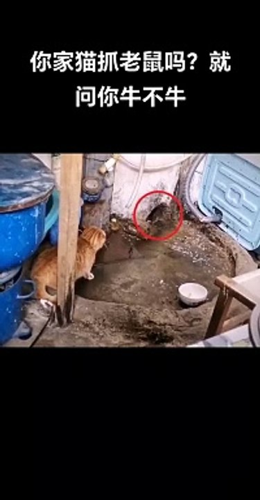 Real Tom & Jerry