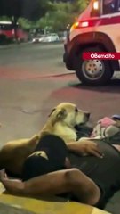 Cachorro protege tutor atropelado e tenta entrar na ambulância