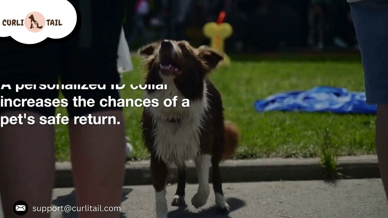 The Significance of Customized ID Collars for Your Pets | CurliTail