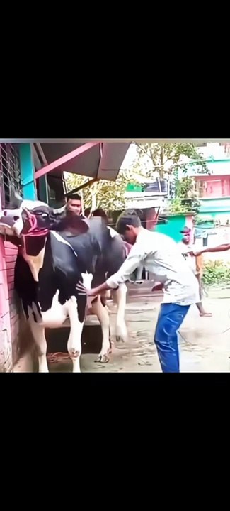 Sapi marah