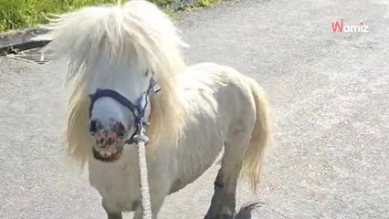 Une femme promène son chien en forêt et croise la plus mignonne des créatures dans un fossé (Vidéo)
