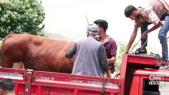 Satılamayan kurbanlıkları Et ve Süt Kurumu alacak