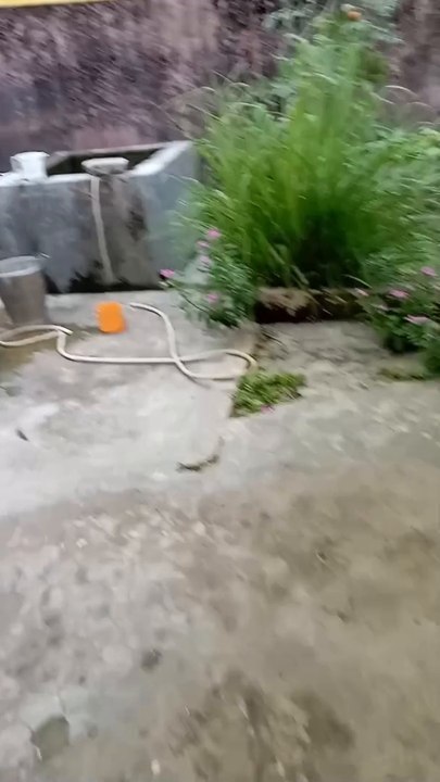 Theif Monkey