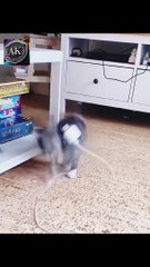 Funny babay kids cartoon video