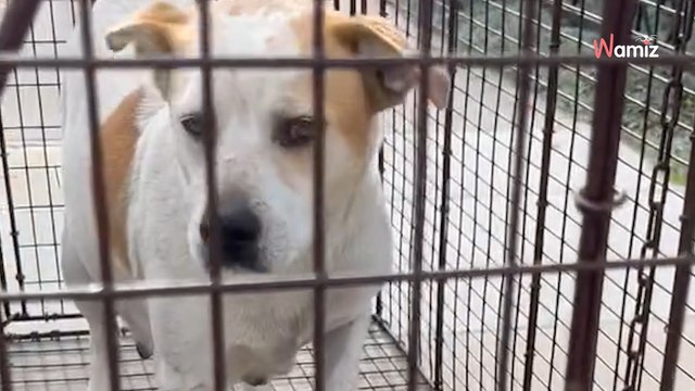 Elle découvre un chien « en surpoids » endormi sous un buisson et réalise que quelque chose ne va pas (vidéo)