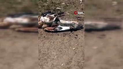 Afrika değil, Anadolu bozkırı! Talihsiz kartal, yılanın avı oldu