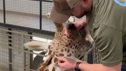 Meet the chiropractor who's helped over 20,000 animals including a tiger