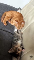 Kittens Playing with Mama