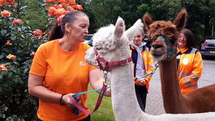 Alpacas visit care home.