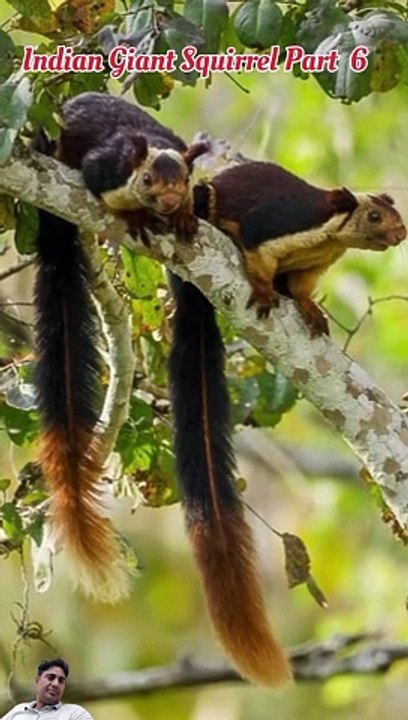 Indian giant squirrel body color in hindi (part 6) - video Dailymotion