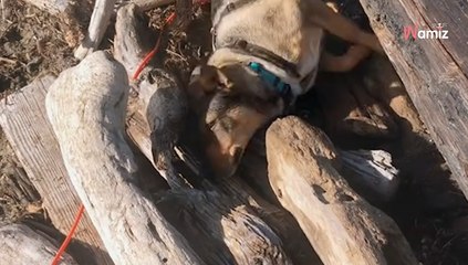 Download Video: Een vrouw laat haar hond uit op het strand: een uitje dat ze bitter zal betreuren (video)