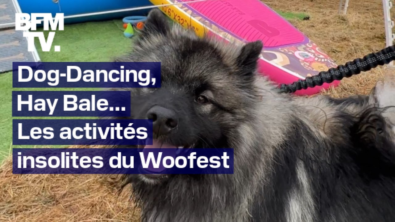 Dog-Dancing, Hay Bale, Doga... Les activités insolites du Woofest, le festival dédié aux chiens