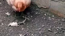 Danger hen