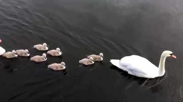 Mute Swans filmed by Tom Hibbert for Somerset Wildlife Trust.