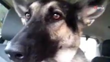 Schäferhund hört ein Lied im Radio: Mit seinen Ohren passiert etwas Komisches!