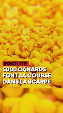 Insolite : 5 000 canards font une course sur une rivière