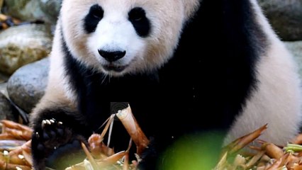 Did you know facts about pandas? #pets_birds
