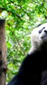 Uncovering the Best Facts and Information About Pandas #pets_birds