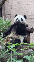 What are cool facts about pandas? #pets_birds