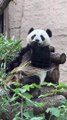 What are cool facts about pandas? #pets_birds