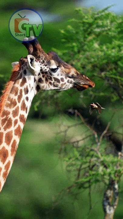Animals short 2024