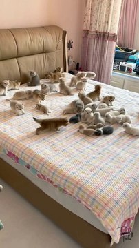 Kittens World #cat #cats #catshorts #catvideos #catlovers #catlover #catsofinstagram #usa #usacats