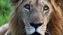 The king of the jungle is the lion.