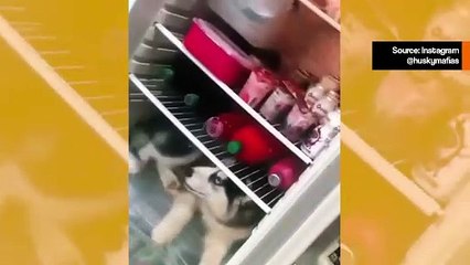 Hupaisa video: Koira valtaa kodin jääkaapin ja auttaa omistajaa dieetissä