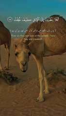 Surah Ghashiyah _ Qari Abdul Rahman Al Mos-ad _ #quran #shorts #fyp