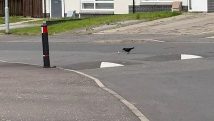 Crow's Imaginative Soccer Match on the Road 🏃‍♂️