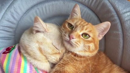 female cats in heat meows to male for mate