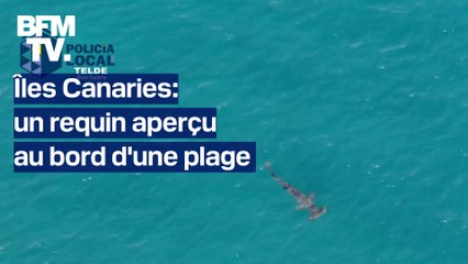 Îles Canaries: un requin aperçu au bord d'une plage