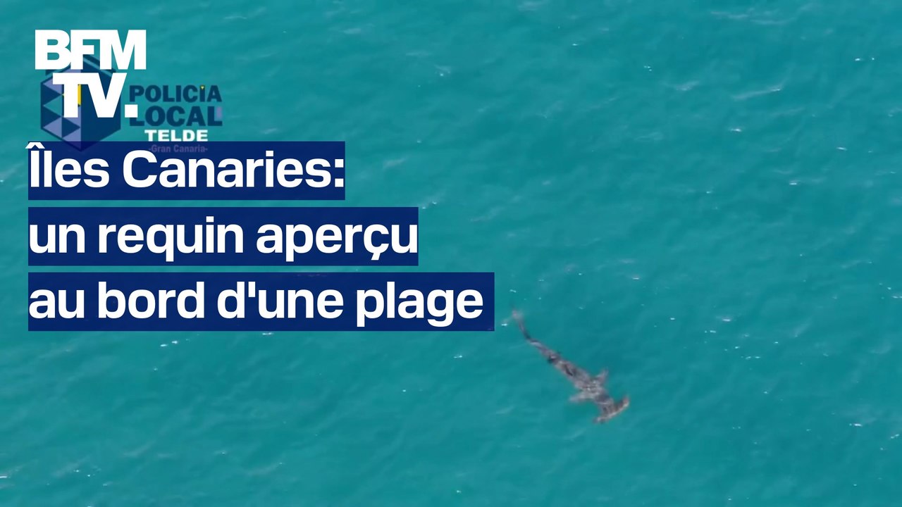 Îles Canaries: un requin aperçu au bord d'une plage