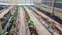 John Nwankwo Noko Tomatoes Nursery